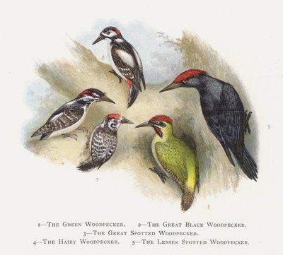 De Groene Specht, De Grote Zwarte Specht, De Grote Bonte Specht, De Harige Specht, De Kleine Bonte Specht door Alexander Francis Lydon