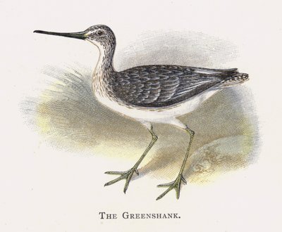 De Groenpootruiter door Alexander Francis Lydon