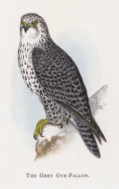 De Grijze Giervalk door Alexander Francis Lydon
