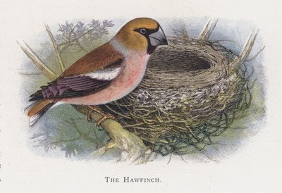 De Appelvink door Alexander Francis Lydon