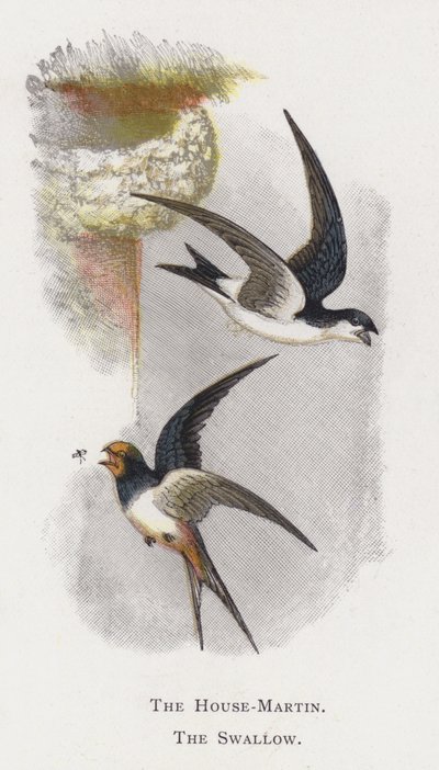 De Huiszwaluw, De Boerenzwaluw door Alexander Francis Lydon