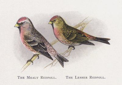 De Grote Barmsijs, De Kleine Barmsijs door Alexander Francis Lydon