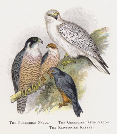 De Slechtvalk, De Groenlandse Giervalk, De Roodpootvalk door Alexander Francis Lydon