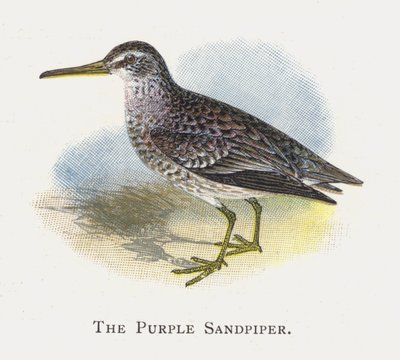 De Paarse Strandloper door Alexander Francis Lydon