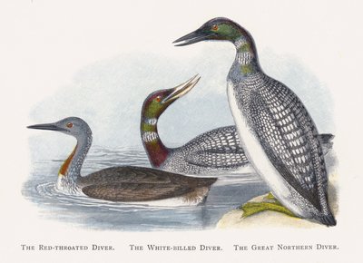 De Roodkeelduiker, De Geelsnavelduiker, De IJsduiker door Alexander Francis Lydon