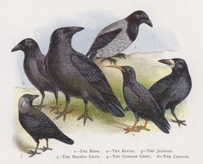 De Roek, De Raaf, De Kauw, De Bonte Kraai, De Zwarte Kraai, De Alpenkraai door Alexander Francis Lydon