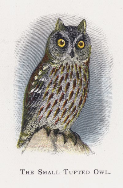 De Kleine Gepluimde Uil door Alexander Francis Lydon