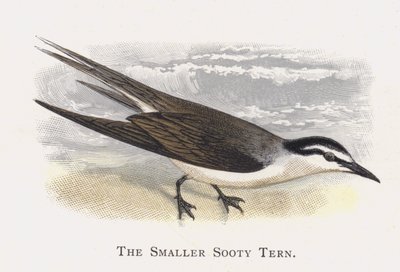De Kleine Sooty Stern door Alexander Francis Lydon