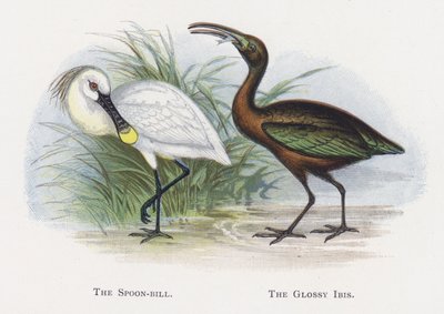 De Lepelaar, De Zwarte Ibis door Alexander Francis Lydon