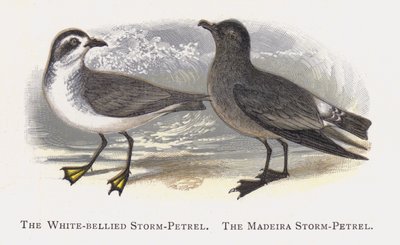 De Witbuikstormvogel, De Madeira Stormvogel door Alexander Francis Lydon