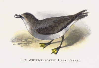 De Witkeelgrijze Stormvogel door Alexander Francis Lydon