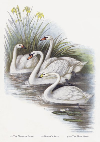 De Wilde Zwaan, De Kleine Zwaan, De Knobbelzwaan door Alexander Francis Lydon