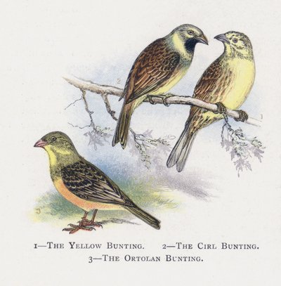 De Gele Gors, De Cirlgors, De Ortolaan door Alexander Francis Lydon