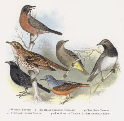 De Witte Lijster, De Zwartkeellijster, De Rotslijster, De Goudbuikbuulbuul, De Siberische Lijster, De Amerikaanse Roodborst door Alexander Francis Lydon