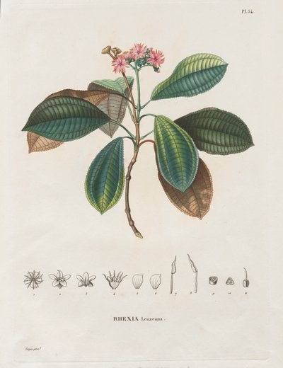 Voyage aux Régions équinoxiales du nouveau continent, fait dans les années 1709 à 1804: Monographie des melastomacées: Nr. 54 door Alexander, Freiherr von Humboldt