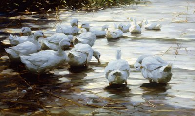 Eenden in ondiep rietwater door Alexander Koester