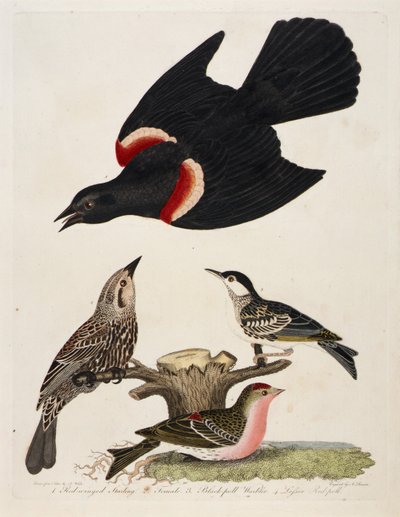 1. Roodvleugelspreeuw. 2. Vrouwtje. 3. Grasmus. 4. Roodpolletje door Alexander Lawson