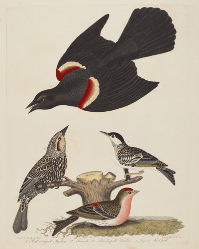 Roodvleugelspreeuw, vrouwelijke roodvleugelspreeuw, zwartkopzanger en kleine..., pub. 1808-1814 door Alexander Lawson