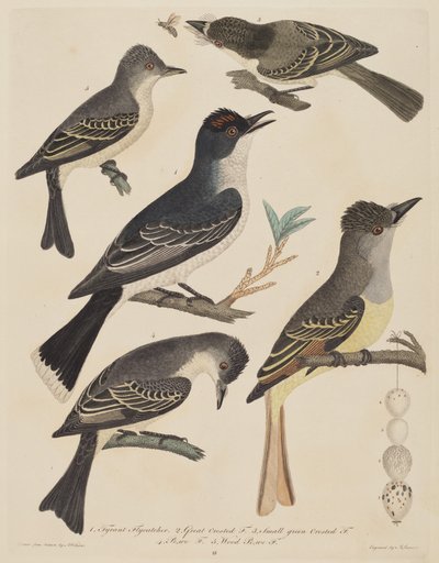 Vijf vogels met hun eieren en een insect door Alexander Lawson after Alexander Wilson