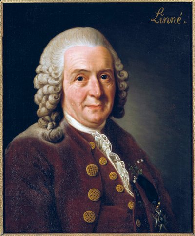 Portret van Carl von Linné door Alexander Roslin