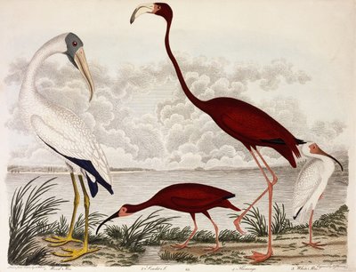Hout Ibis, Scharlaken Flamingo, Witte Ibis, c.1828-1829 door Alexander Wilson