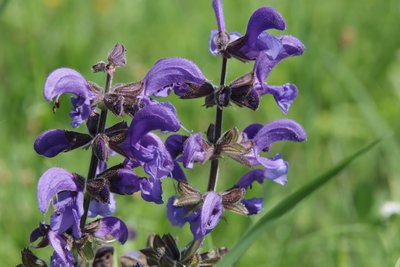Wilde bloem door Alexandra Joseph