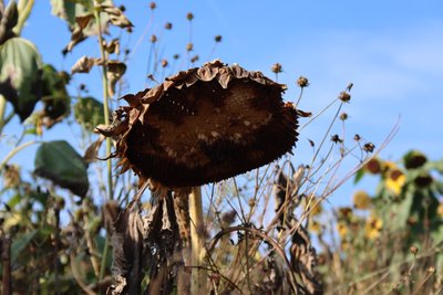 De laatste zonnebloem door Alexandra Joseph