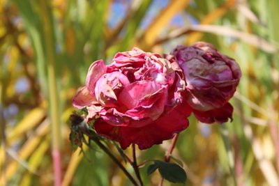 Verwelkte rozen in de nazomer door Alexandra Joseph