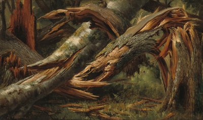 Omgevallen boom door Alexandre Calame