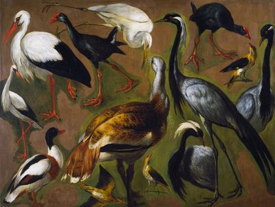 Studie van vogels, door Alexandre-Francois Desportes door Alexandre Francois Desportes