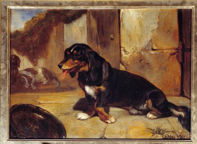 Een basset hond 