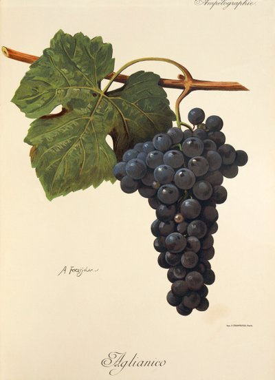 Aglianico-druif door Alexis Kreyder