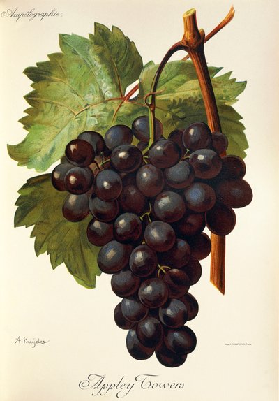 Appley Towers druif. Illustratie door A. Kreyder, Pessione, uit Traite General de Viticulture. Ampelographie door Alexis Kreyder