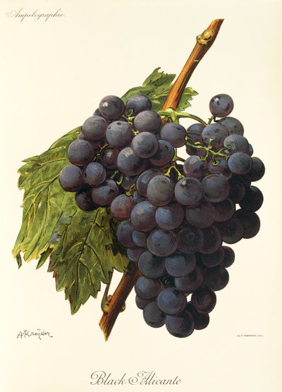 Black Alicante druif door Alexis Kreyder