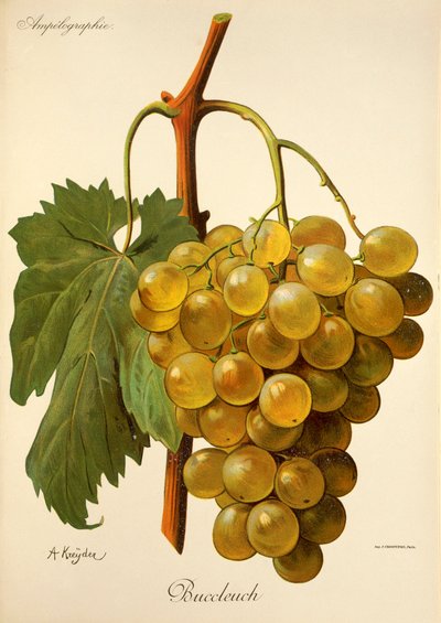 Buccleuch druif door A. Kreyder door Alexis Kreyder