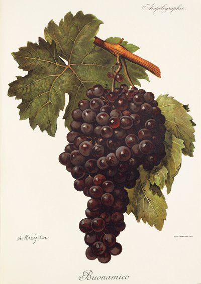 Buonamico druif door Alexis Kreyder