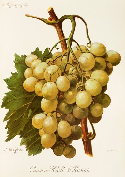 Cannon Hall Muscat druif door Alexis Kreyder