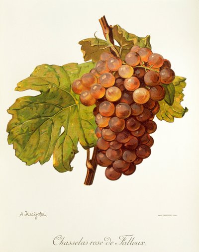 Chasselas Rose de Falloux druif door A. Kreyder door Alexis Kreyder