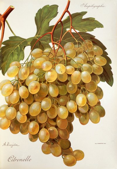 Citronelle druif door A. Kreyder door Alexis Kreyder