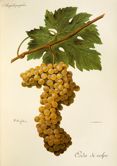 Coda di Volpe-druif door A. Kreyder door Alexis Kreyder