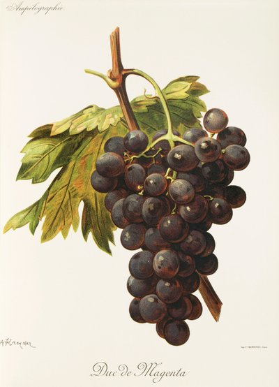 Duc de Magenta druif door Alexis Kreyder