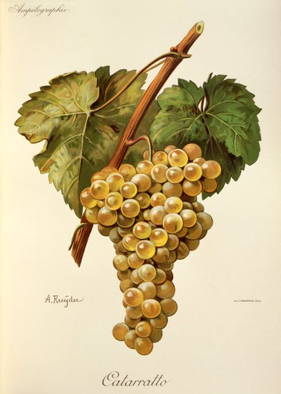 Fiano druif door Alexis Kreyder