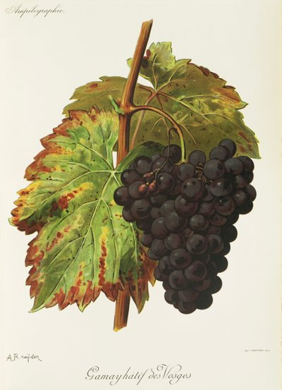 Gamay Hatif des Vosges druif door Alexis Kreyder
