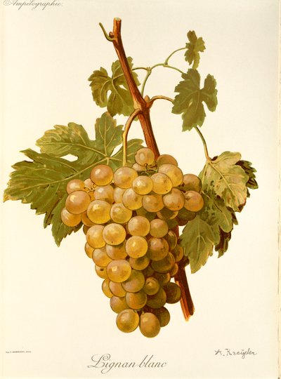 Lignan Blanc druif door A. Kreyder door Alexis Kreyder