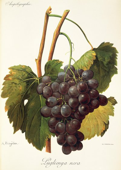 Luglienga Nera-druif door Alexis Kreyder