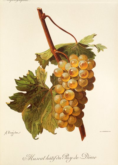 Muscat Hatif du Puy-de-Dome druif door Alexis Kreyder