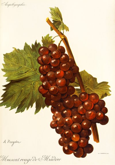 Muscat Rouge de Madere druif door Alexis Kreyder