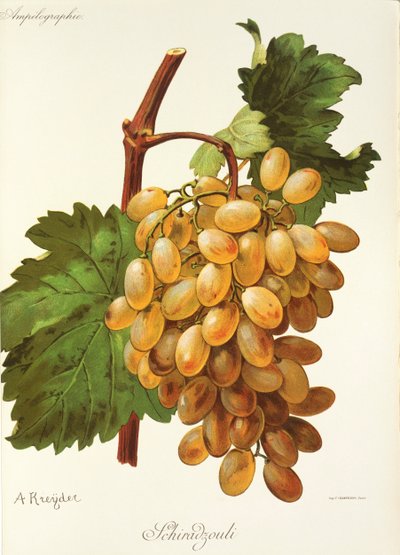 Schiradzouli druif door A. Kreyder door Alexis Kreyder