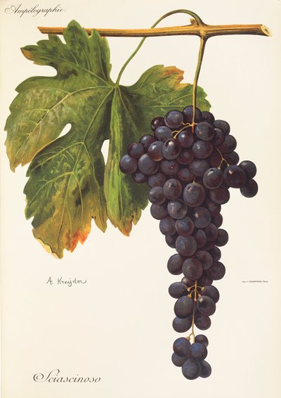 Sciascinoso druif door Alexis Kreyder