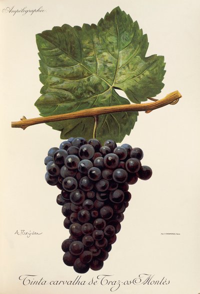 Tinta Carvalha de Traz-os-Montes druif door Alexis Kreyder